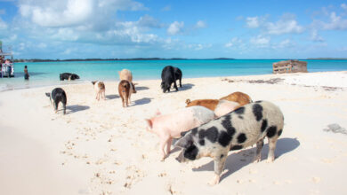 Exuma Pig Beach Tour Prices 2026: Discover The Latest Rates And Deals
