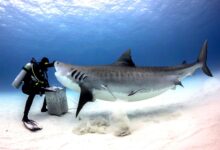 Tiger Beach Shark Diving Grand Bahama: A Thrilling Underwater Adventure