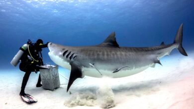 Tiger Beach Shark Diving Grand Bahama: A Thrilling Underwater Adventure